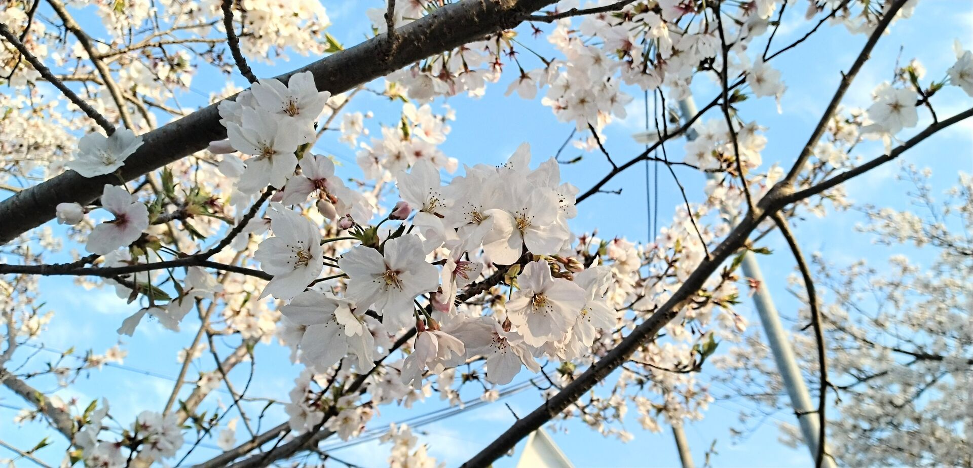 4月のお休みのお知らせ