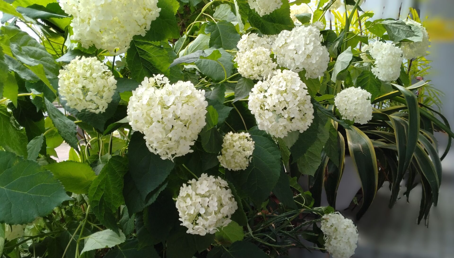 ６月のお知らせ